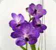 Vanda Pakchong x coerulea